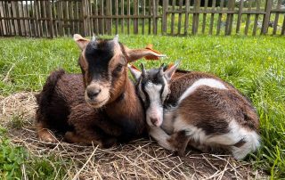 het-neerhof-baby-geiten