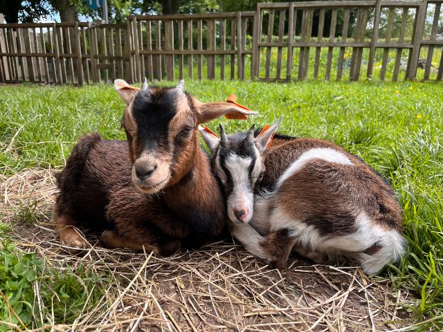 het-neerhof-baby-geiten