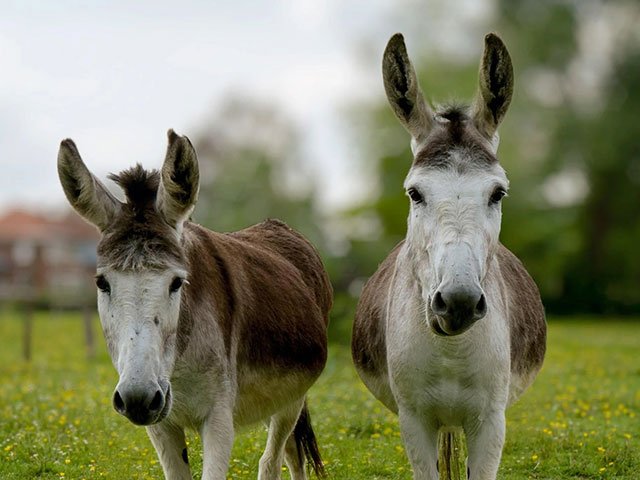 het-neerhof-boerderij