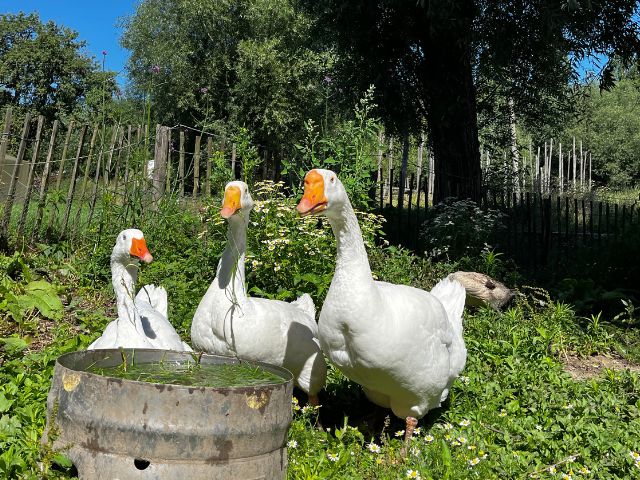 het-neerhof-ganzen