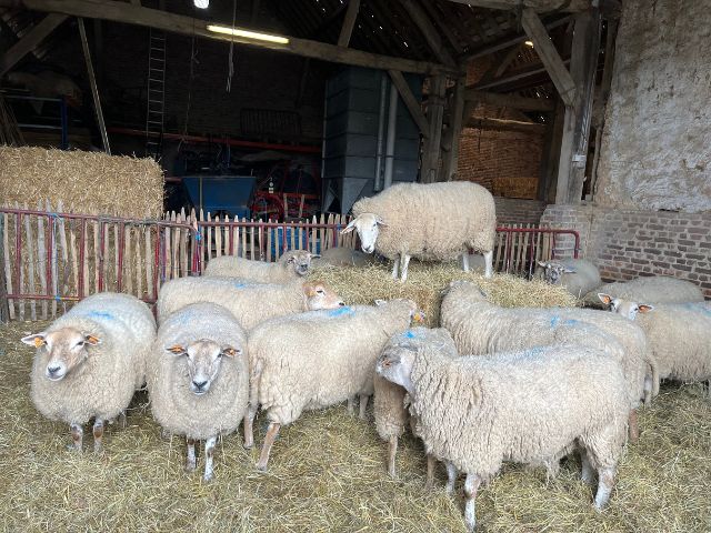 het-neerhof-schaap