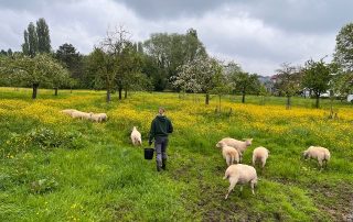 het-neerhof-schapen