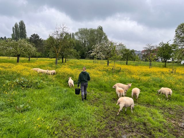 het-neerhof-schapen